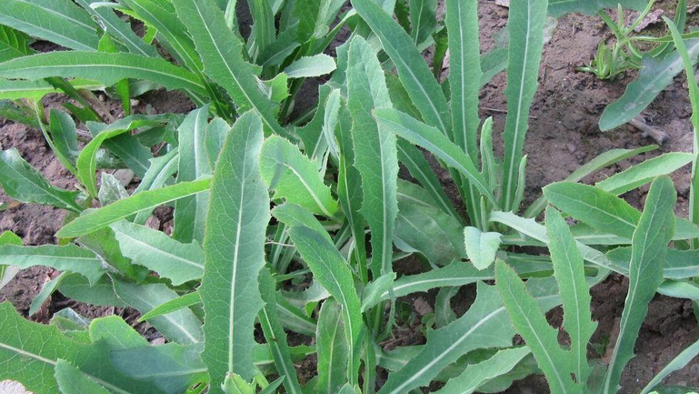 野苦菜