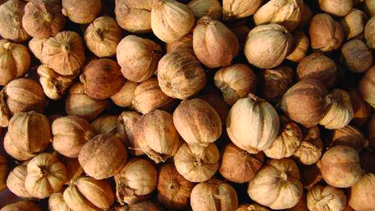 白蔻仁