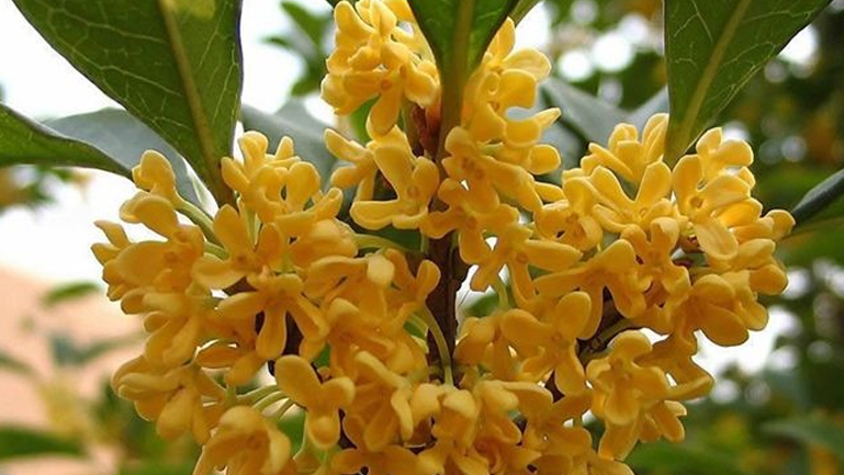 金桂花