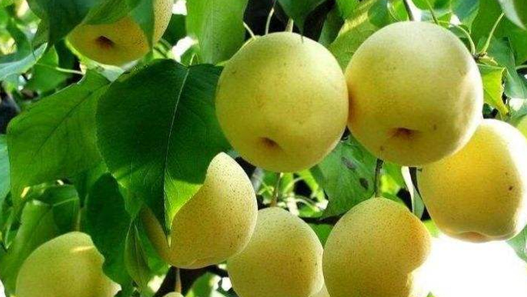 生吃梨