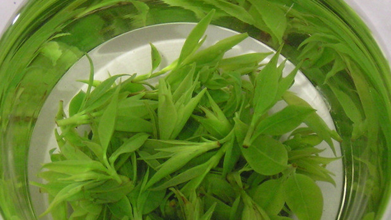 小叶苦丁茶