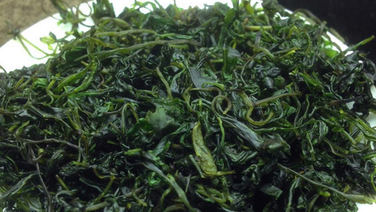 毛冬青茶
