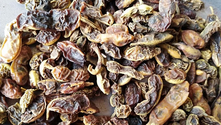 槐豆泡茶
