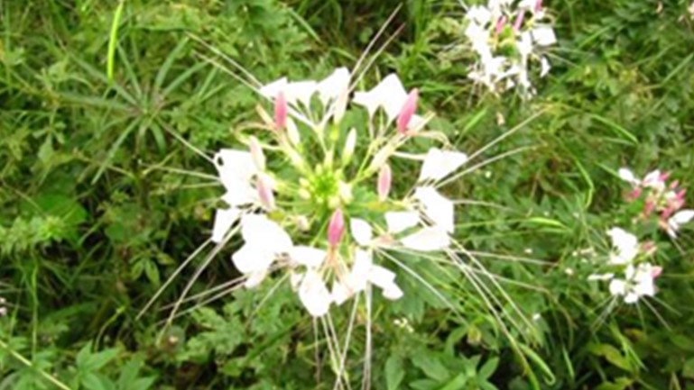 白花菜