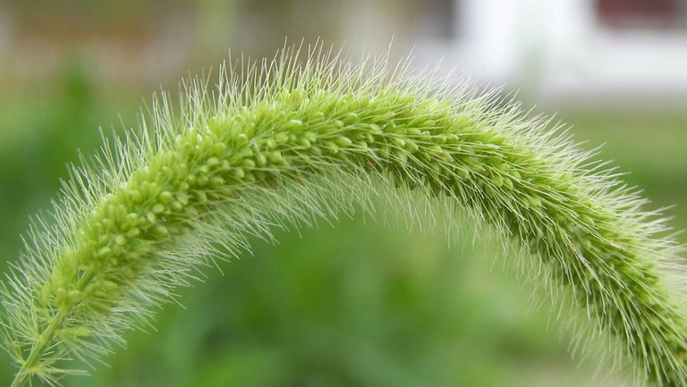 马尾草