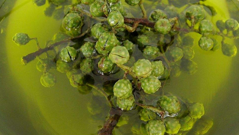 花椒油