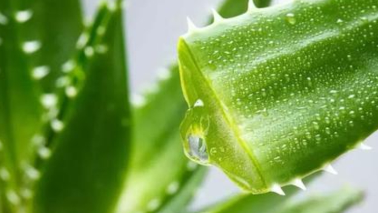 芦荟膏