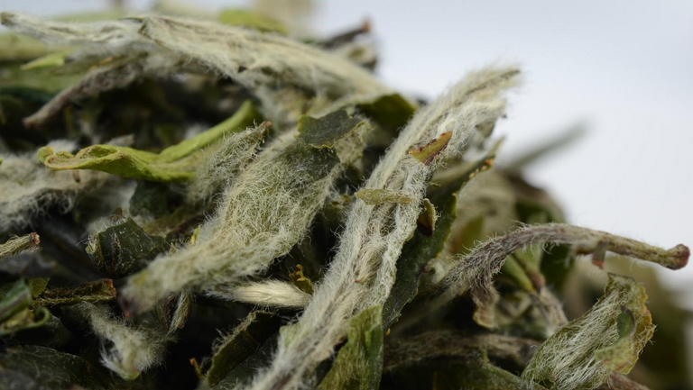 白牡丹茶