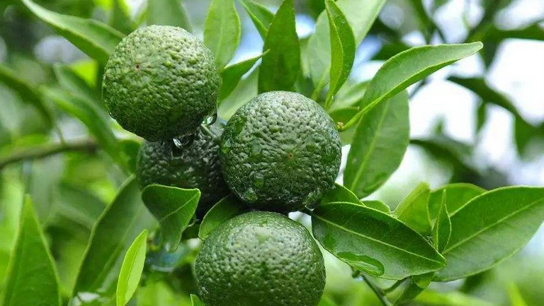 小青桔茶