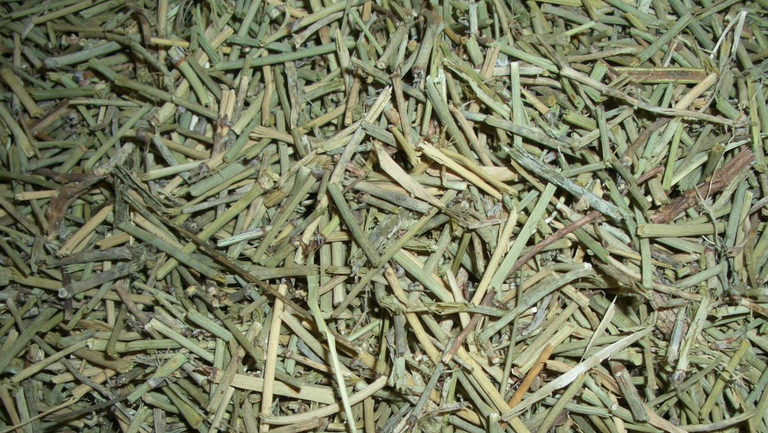 生麻黄