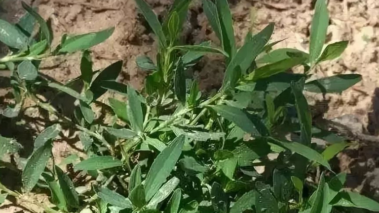 扁蓄草