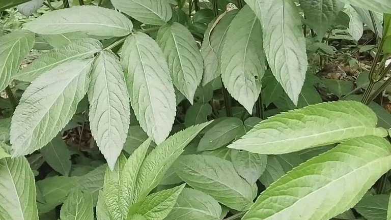 接骨草
