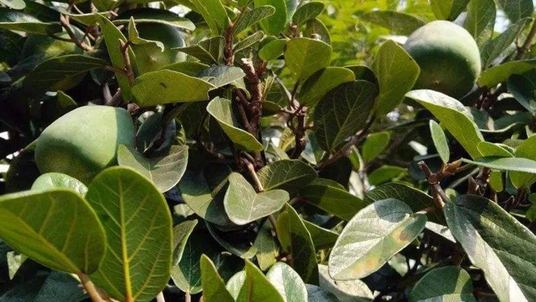 木莲果