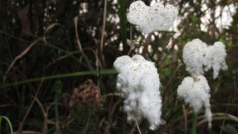 野棉花根