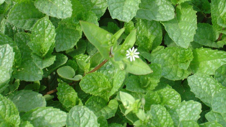石香菜