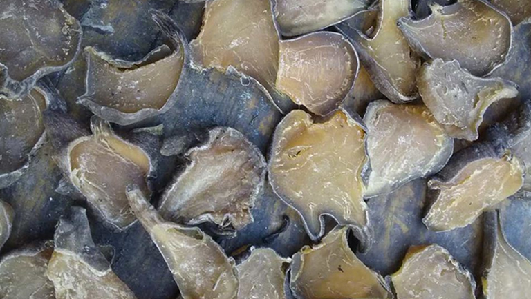 生附子