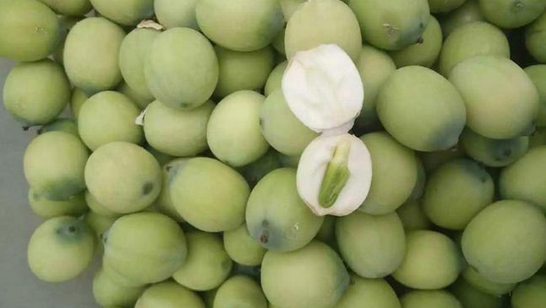 生莲子