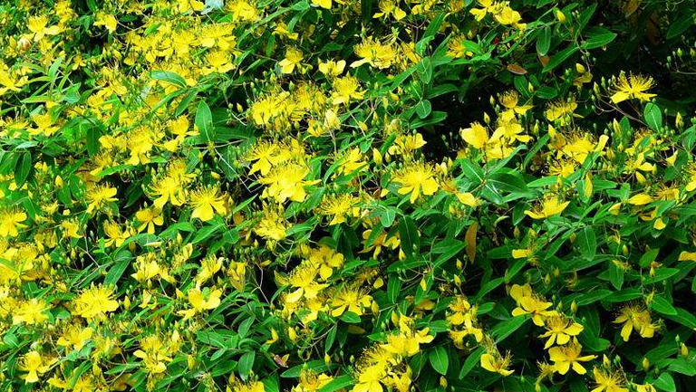 花生草