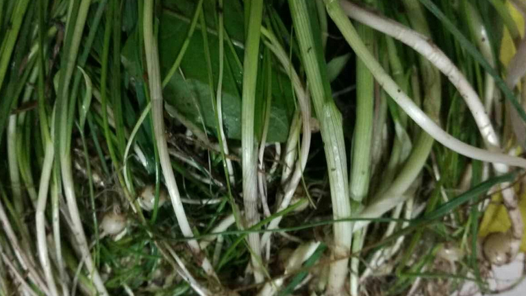 小野蒜