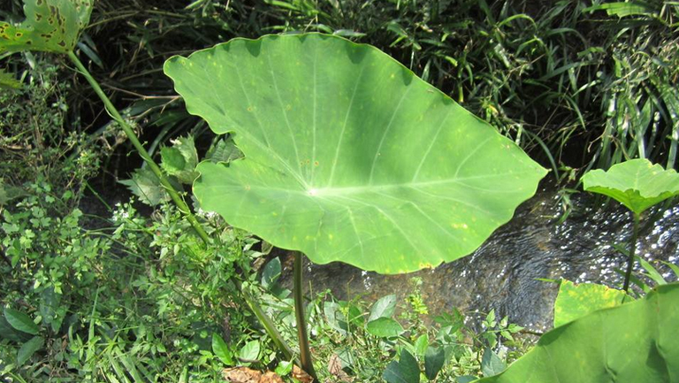 水芋头