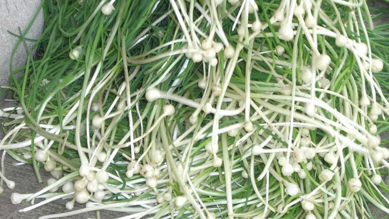 野葱