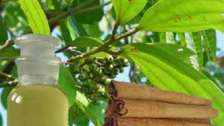 桂油