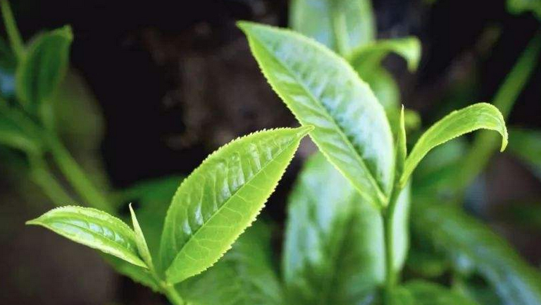 大叶茶