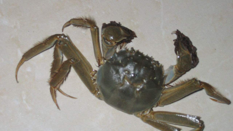 河蟹