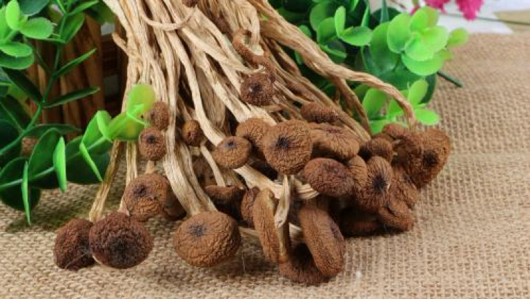 茶树菇