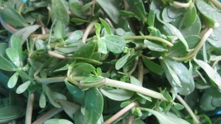 麻子菜