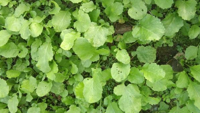 野油菜