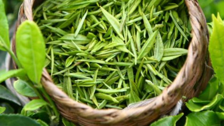 毛尖茶