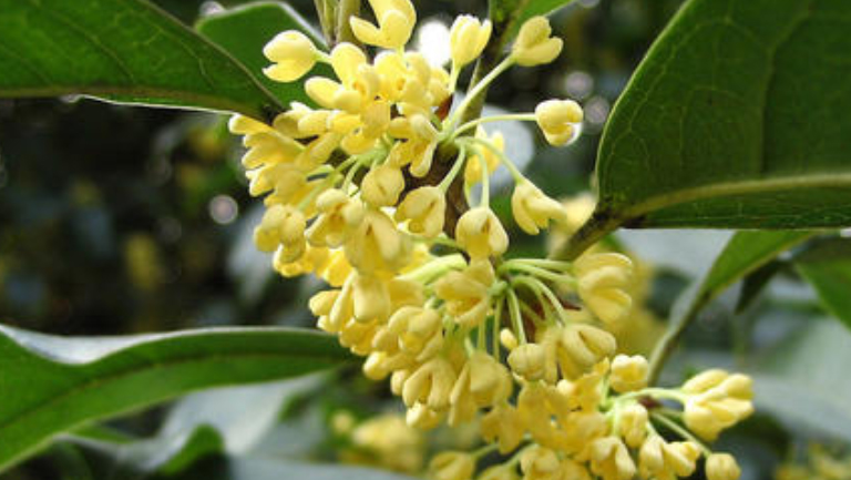 新鲜桂花