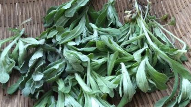 清明草