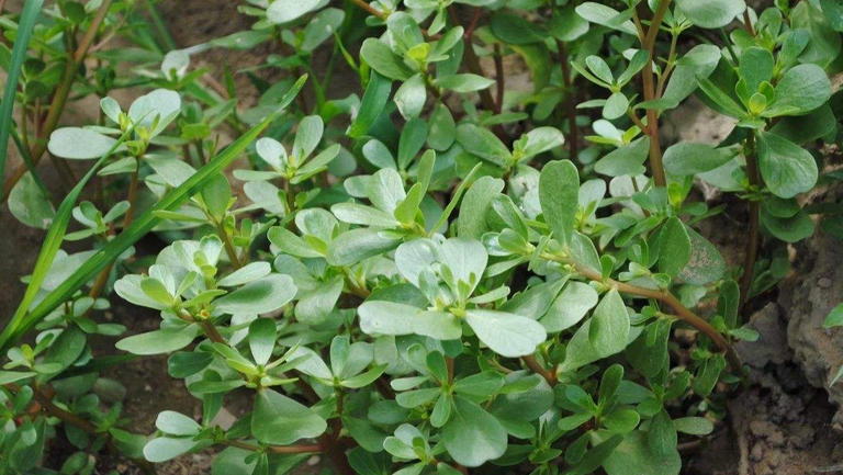 马蜂菜