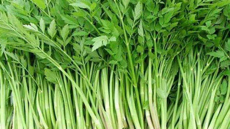 野水芹菜