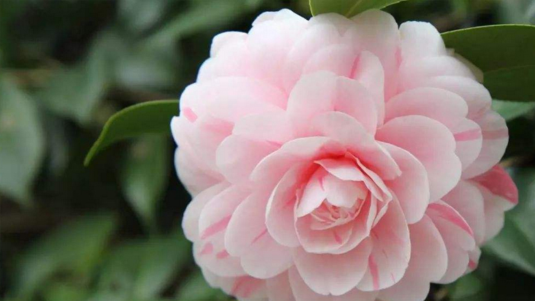 茶花