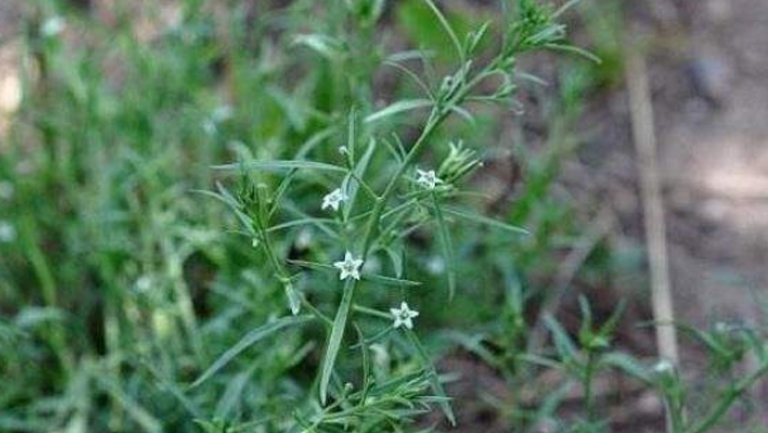 百蕊草