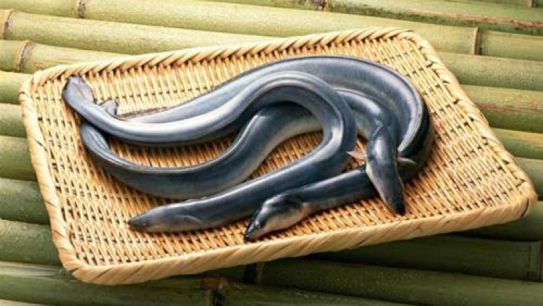 河鳗