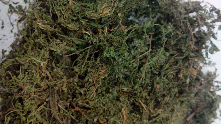鸡肠草
