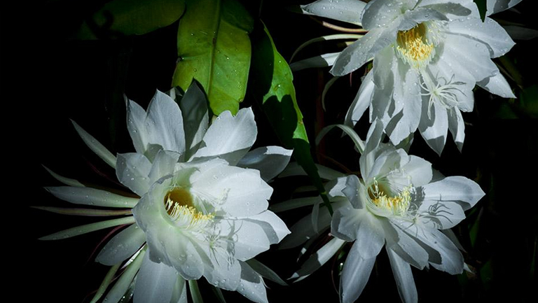 昙花