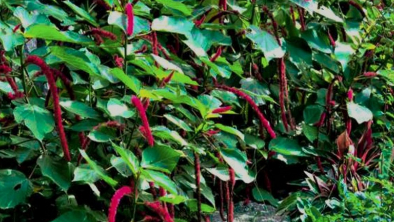 野麻草