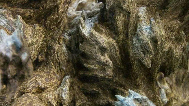 沉香木