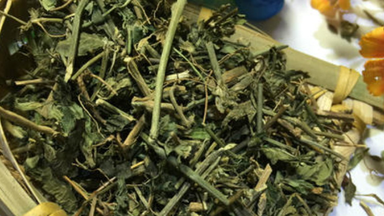 九头狮子草