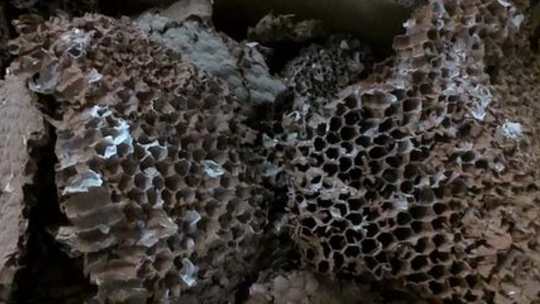野生蜂房