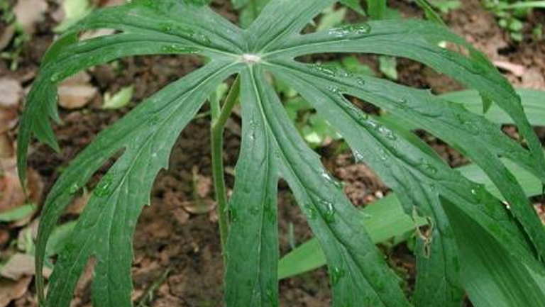青皮草
