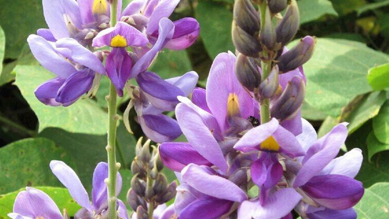 葛根花