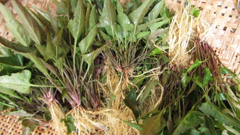 铧头草
