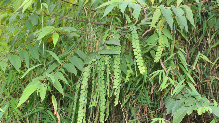 排钱草