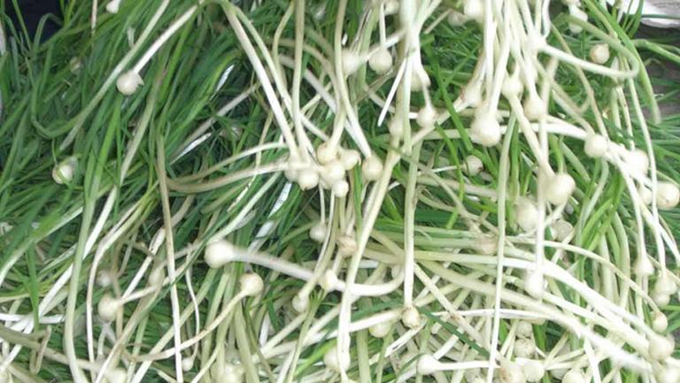 小根蒜